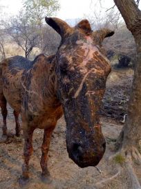 Veterinarios unidos por los animales heridos en las sierras