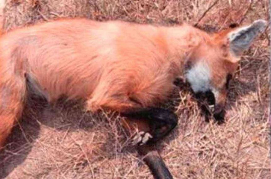Detienen a cazadores de animales en peligro de extinción