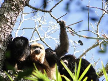 La angustia de los vecinos, tras perder sus viviendas y las vidas de los animales