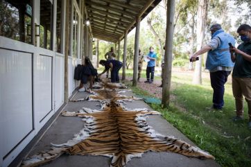 Impactantes imágenes: tigres fueron robados de un zoológico y sólo encontraron sus pieles