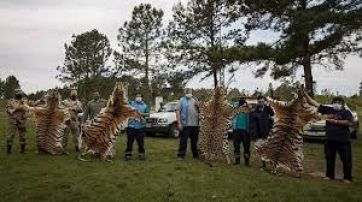 Impactantes imágenes: tigres fueron robados de un zoológico y sólo encontraron sus pieles