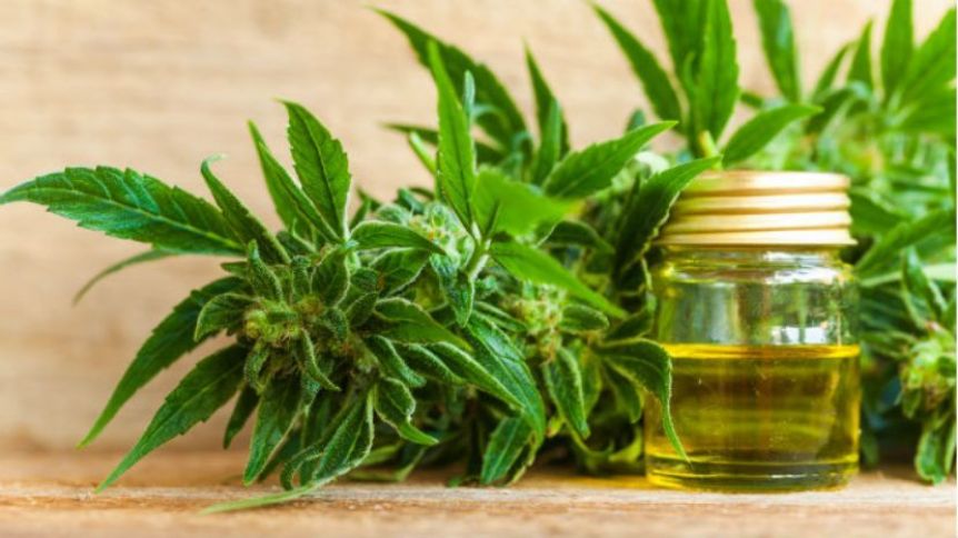Cannabis medicinal: los antecedentes en los municipios que fueron pioneros