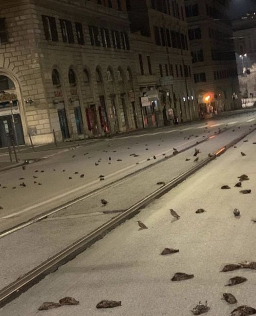 Tras los festejos de fin de año, cientos de pájaros murieron por los fuegos artificiales en Roma