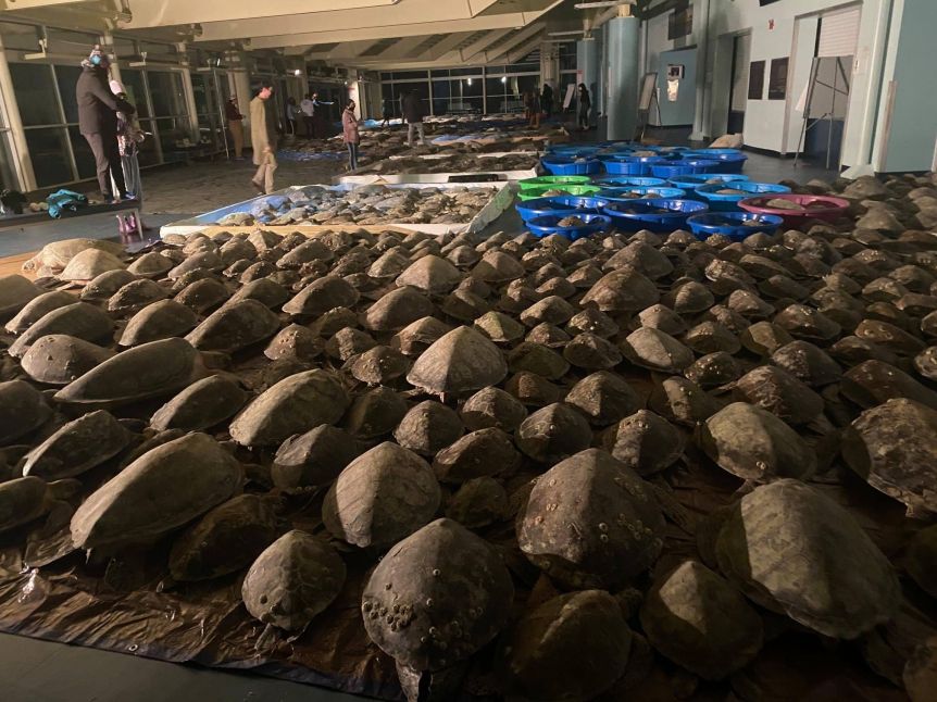 Rescataron a miles de tortugas marinas de las aguas congeladas en Texas