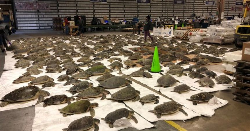 Rescataron a miles de tortugas marinas de las aguas congeladas en Texas