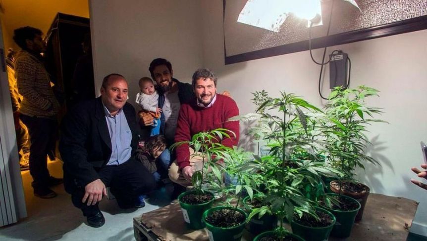 Cannabis: con el primer municipio autorizado a cultivar, Kicillof acelera la ley provincial
