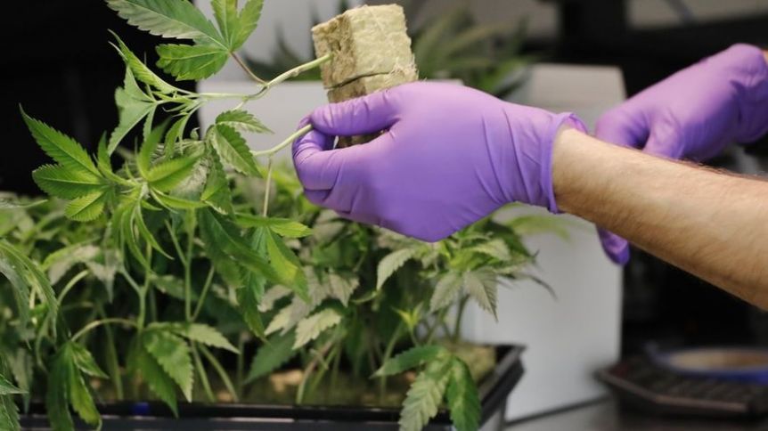 Avanza el cannabis en la Séptima: inauguran espacio de cultivo en la UNICEN