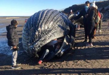 Polémica en Chubut: se metieron dentro de una ballena muerta por una selfie