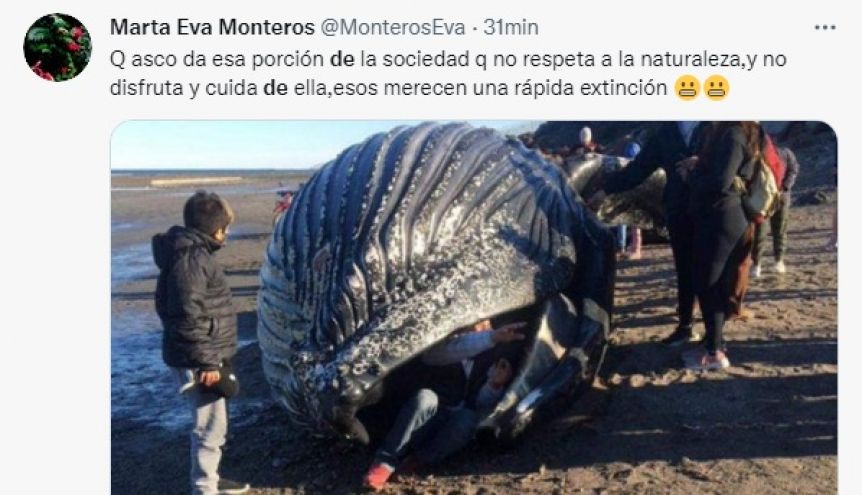 Polémica en Chubut: se metieron dentro de una ballena muerta por una selfie