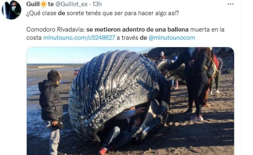 Polémica en Chubut: se metieron dentro de una ballena muerta por una selfie