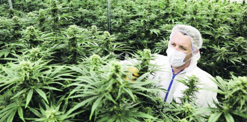 Por qué no avanza la regulación para producir y comerciar cannabis en la Provincia