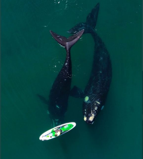 El video viral de las dos ballenas de Madryn llegó a los medios internacionales