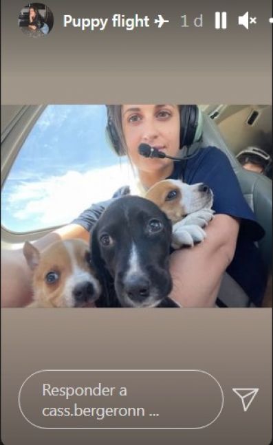 Viral: Perros rescatados volaron en primera clase