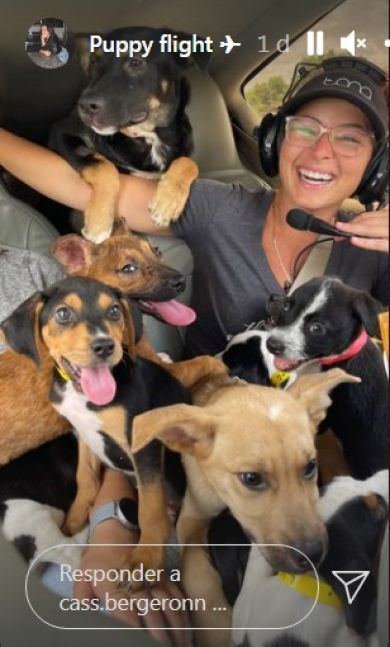 Viral: Perros rescatados volaron en primera clase