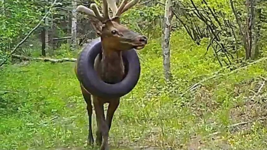 Después de dos años, lograron quitarle un neumático del cuello a un alce