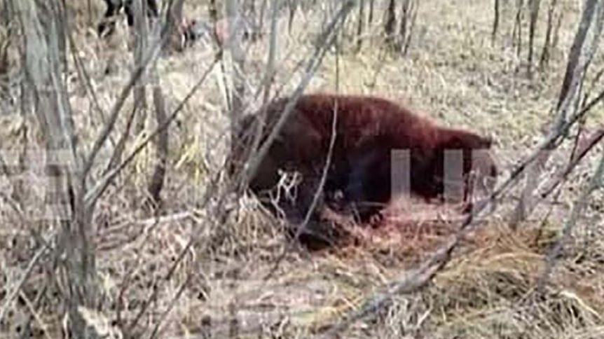 Un boxeador ruso se peleó con un oso y ahora está grave