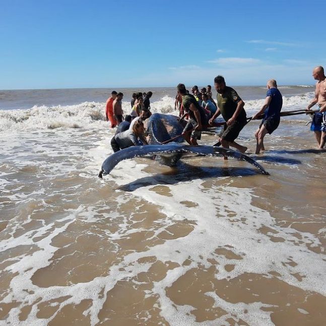 50 personas liberaron con éxito a una ballena encallada en Villa Gesell