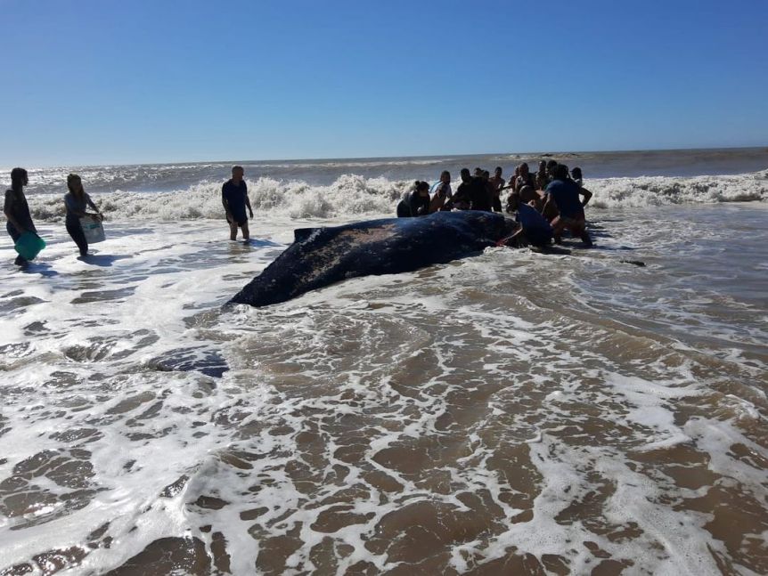 50 personas liberaron con éxito a una ballena encallada en Villa Gesell