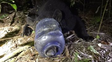 Florida: Liberaron a una osa que tenía un plástico atascado en la cabeza