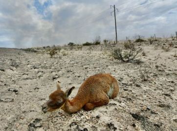 El humo de los incendios de Puerto Madryn llegó a Buenos Aires