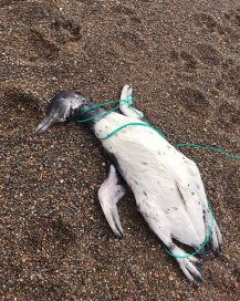 Encontraron decenas de pingüinos con signos de estrangulación en Chubut