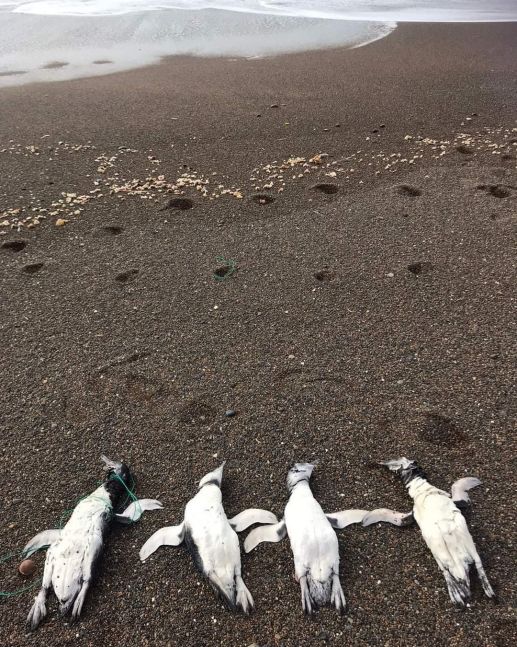 Encontraron decenas de pingüinos con signos de estrangulación en Chubut