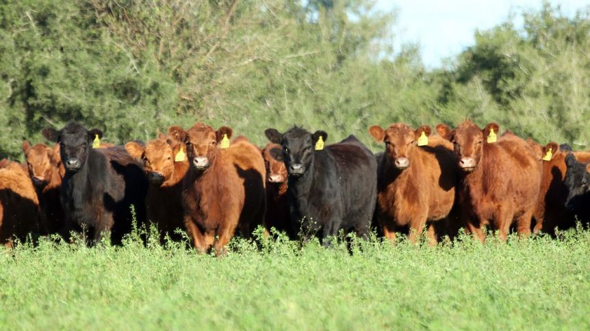 La Sociedad Rural rechazó el Plan Ganadero presentado por el gobierno