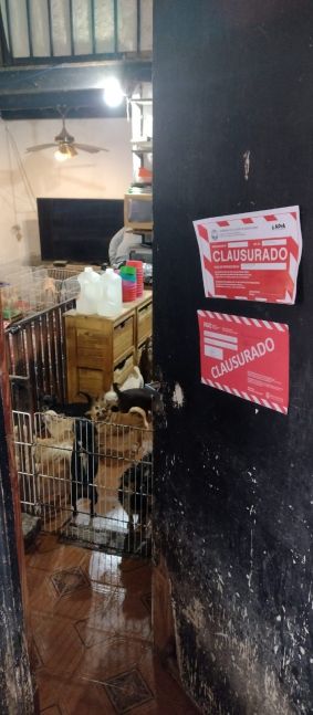 Clausuraron un criadero clandestino y rescataron a 133 perros que eran maltratados