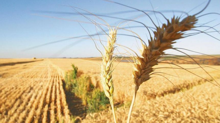 Ya son 140 millones de hectáreas las afectadas por la sequía: más del 50% son bonaerenses