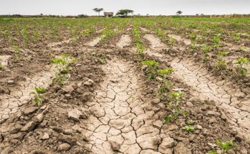 La sequía no afloja y la Provincia prorrogó la emergencia agropecuaria en Magdalena