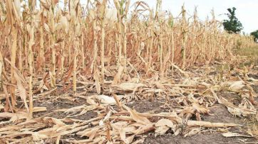 Sequía histórica: pérdidas y zonas afectadas