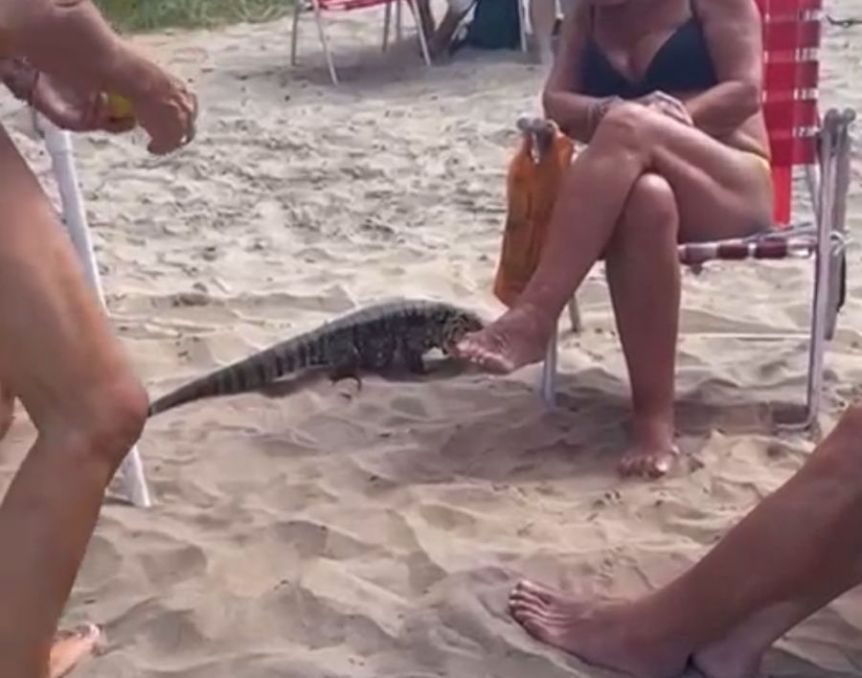 Un lagarto irrumpió en la playa en plena temporada