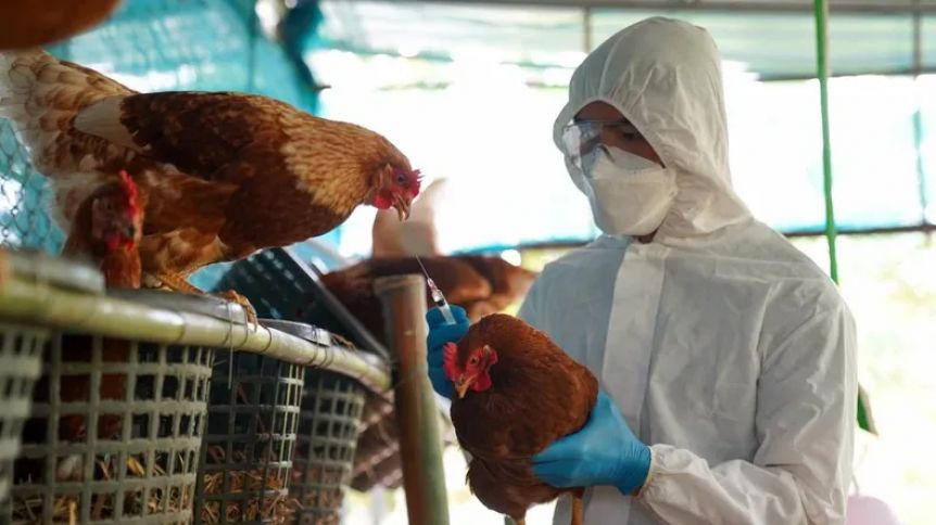 Alerta por casos de gripe aviar en la Argentina: cómo puede impactar en la Provincia