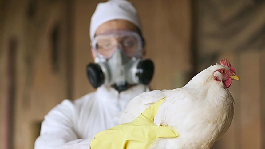 La gripe aviar pone en jaque a las exportaciones tras conocerse el primer caso positivo en aves de corral