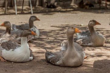 La gripe aviar pone en jaque a las exportaciones tras conocerse el primer caso positivo en aves de corral