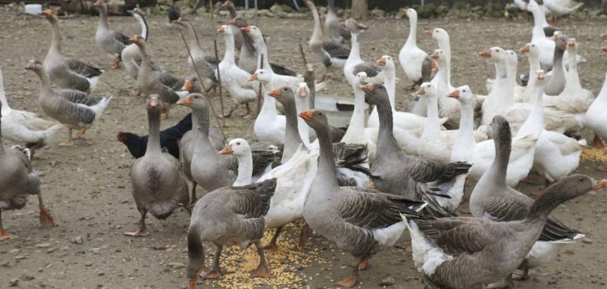 La gripe aviar pone en jaque a las exportaciones tras conocerse el primer caso positivo en aves de corral