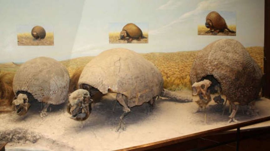 Importante hallazgo de dos niños en Mar del Plata: fósiles de 5 millones de años de antigüedad