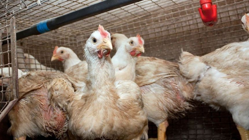 Los casos positivos de gripe aviar ya suman 59 y crece la preocupación en el sector avícola