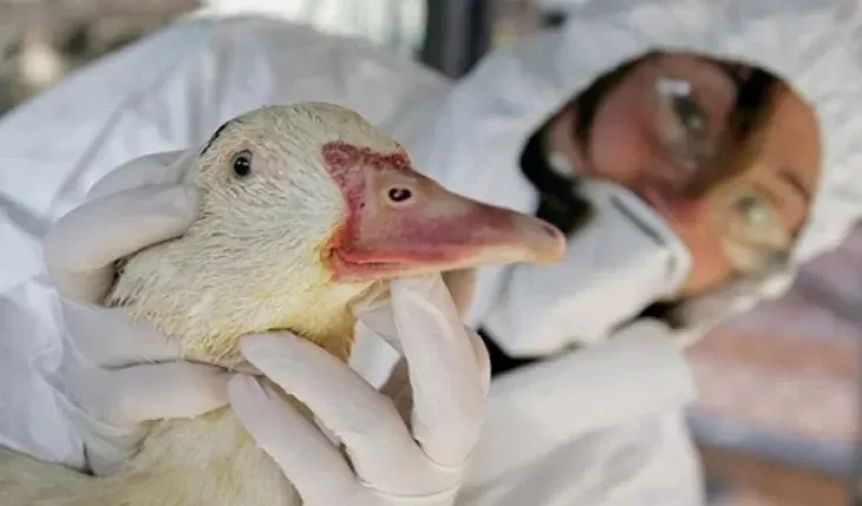 Los casos positivos de gripe aviar ya suman 59 y crece la preocupación en el sector avícola