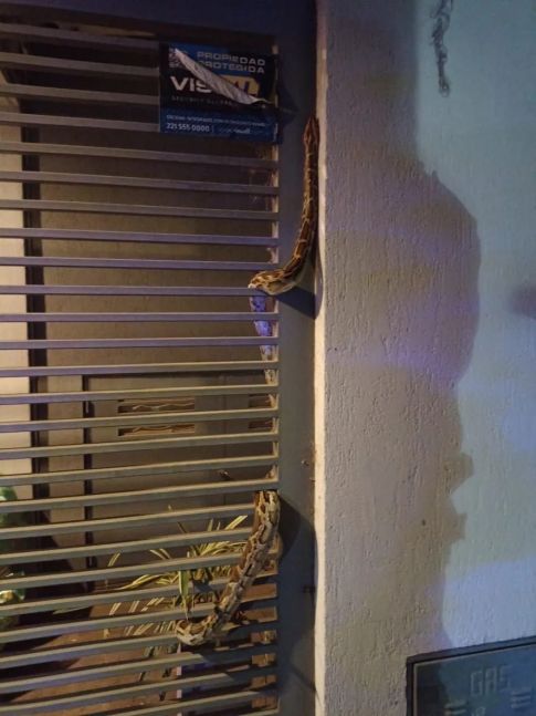 Terror: hallaron una serpiente de dos metros en la reja de un edificio