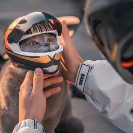 Un gatito también puede ser el mejor amigo del hombre