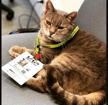 Un gatito también puede ser el mejor amigo del hombre