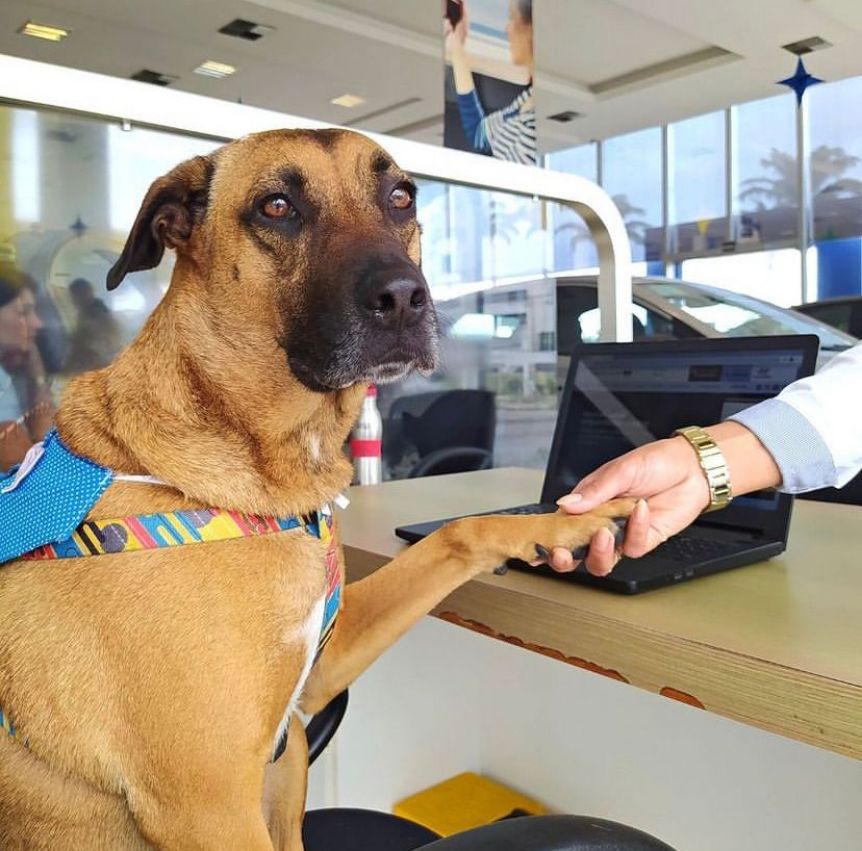 Tucson, el perrito que pasó de ser un vagabundo a conseguir empleo en una concesionaria