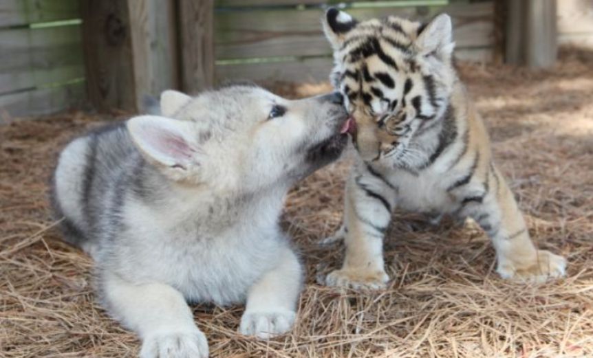 Un bebé tigre y un bebé lobo se hicieron mejores amigos, y no dan más de tiernos