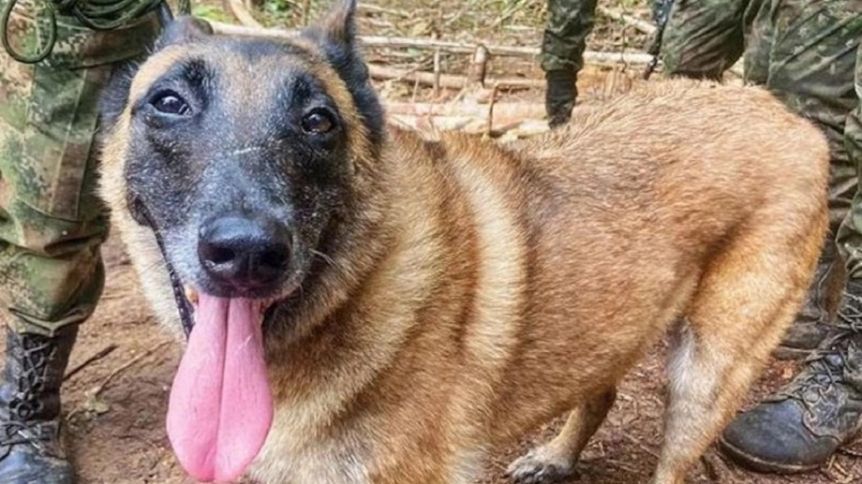 Continúa perdido el perro que ayudó a encontrar a los niños extraviados en Colombia
