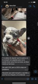 More Rial envuelta en un escándalo por querer vender  a su perro: salió a defenderse con todo