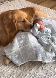 La increíble historia del perrito que se convirtió en hermano mayor