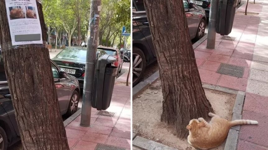 Un gatito se acostó bajo su propio cartel de “Buscado” y causó furor en las redes