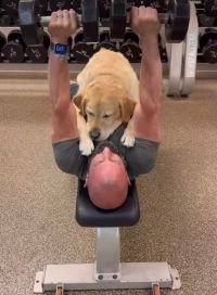 El increíble comportamiento de un labrador mientras su humano realiza actividad física