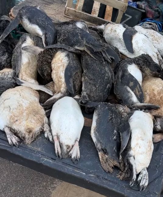Preocupación: hallaron cerca de 300 pingüinos muertos en las costas de Uruguay